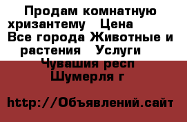 Продам комнатную хризантему › Цена ­ 250 - Все города Животные и растения » Услуги   . Чувашия респ.,Шумерля г.